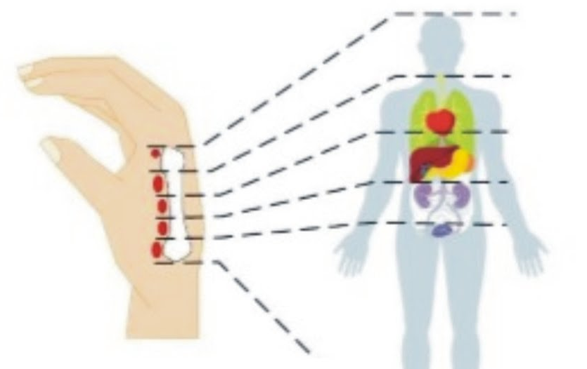 ACUPUNTURA DO 2º METACARPO
