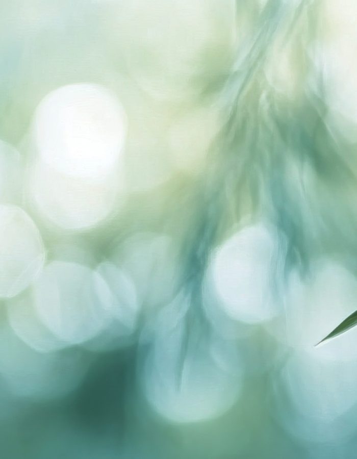 Bamboo leaves gracefully sway in a peaceful forest setting as sunlight filters through the canopy, creating a serene atmosphere. The vibrant greenery captures the essence of natures beauty.